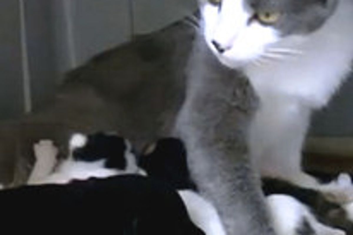 Loving Mom Cat Adopts Puppy