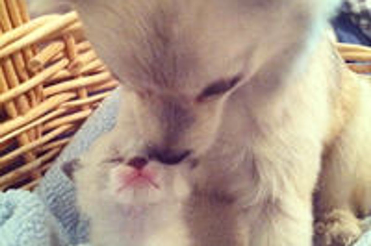 They Adopt Each Other