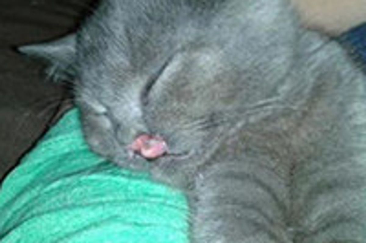 Kitty Born with Cleft Palate May Be A Therapy Cat