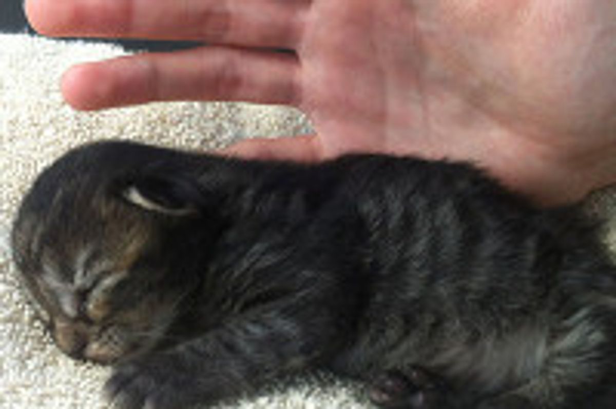 Kitten Finds Good Home Thanks to Social Network