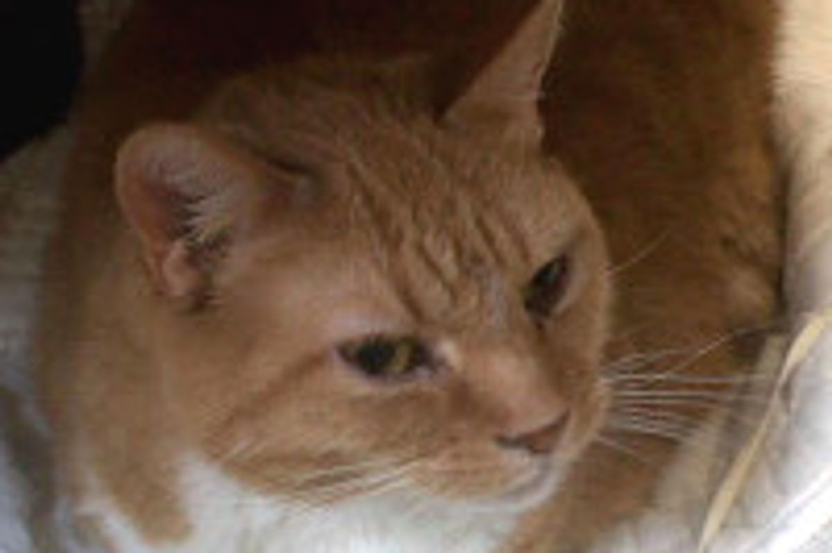 Man Pays Adoption Fees To Help Cat Find Home