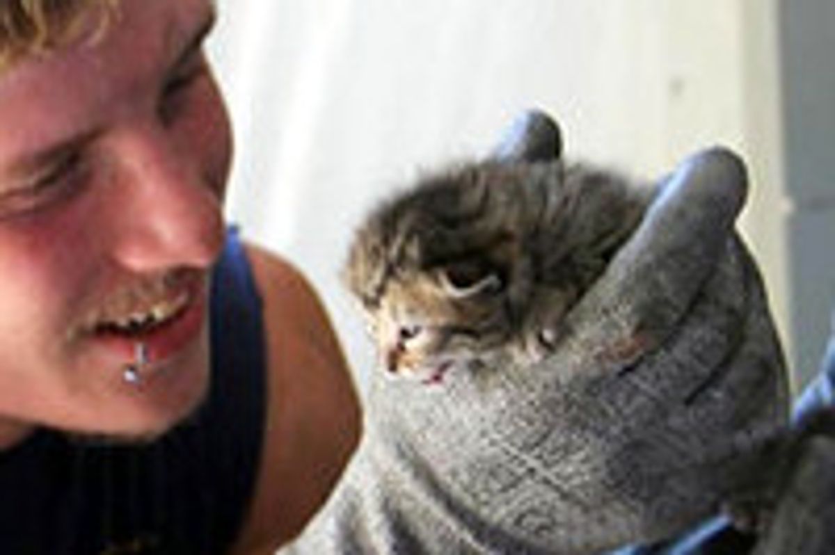 Three Kittens Saved From Crusher At Recycling Center
