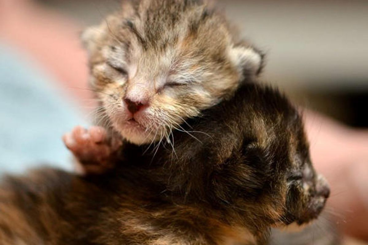 Tiny Orphan Kittens Find Warmth And Love