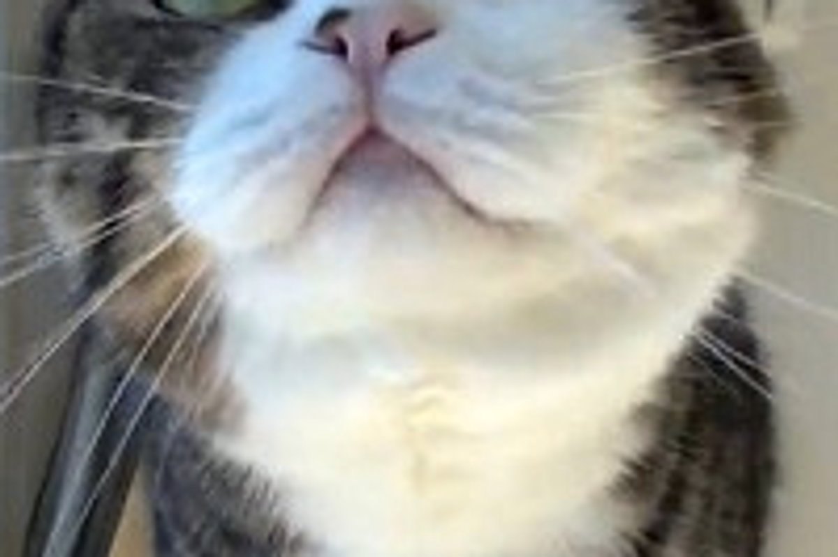 Maru Does All The Things