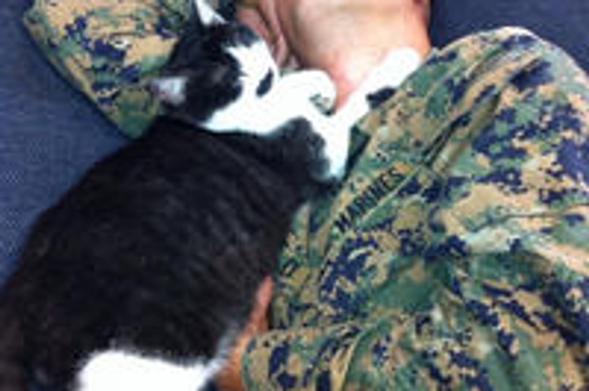 Stray Cat Becomes Marines' Snuggle Buddy