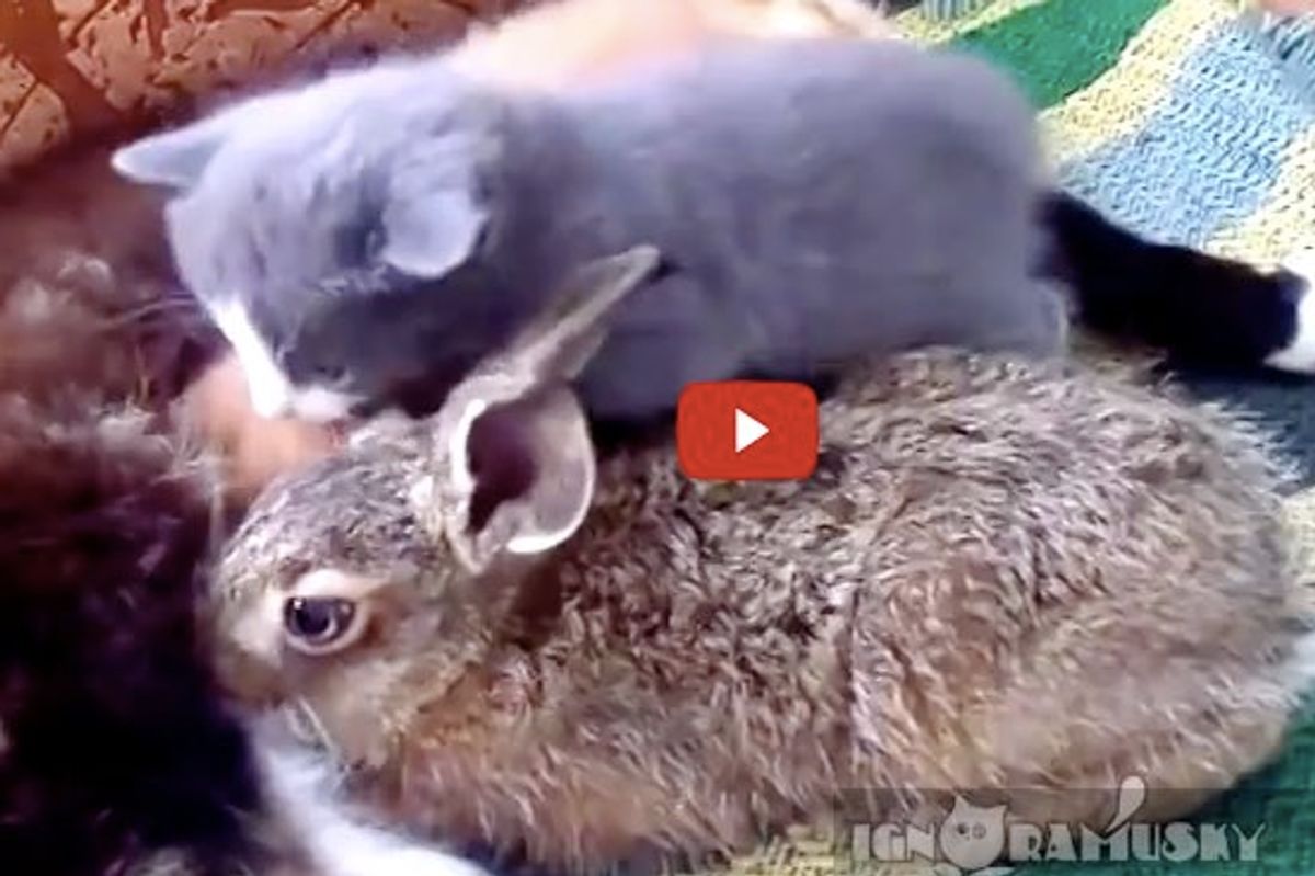 Cat Family Adopts an Orphan Rabbit. Sweetest Thing!
