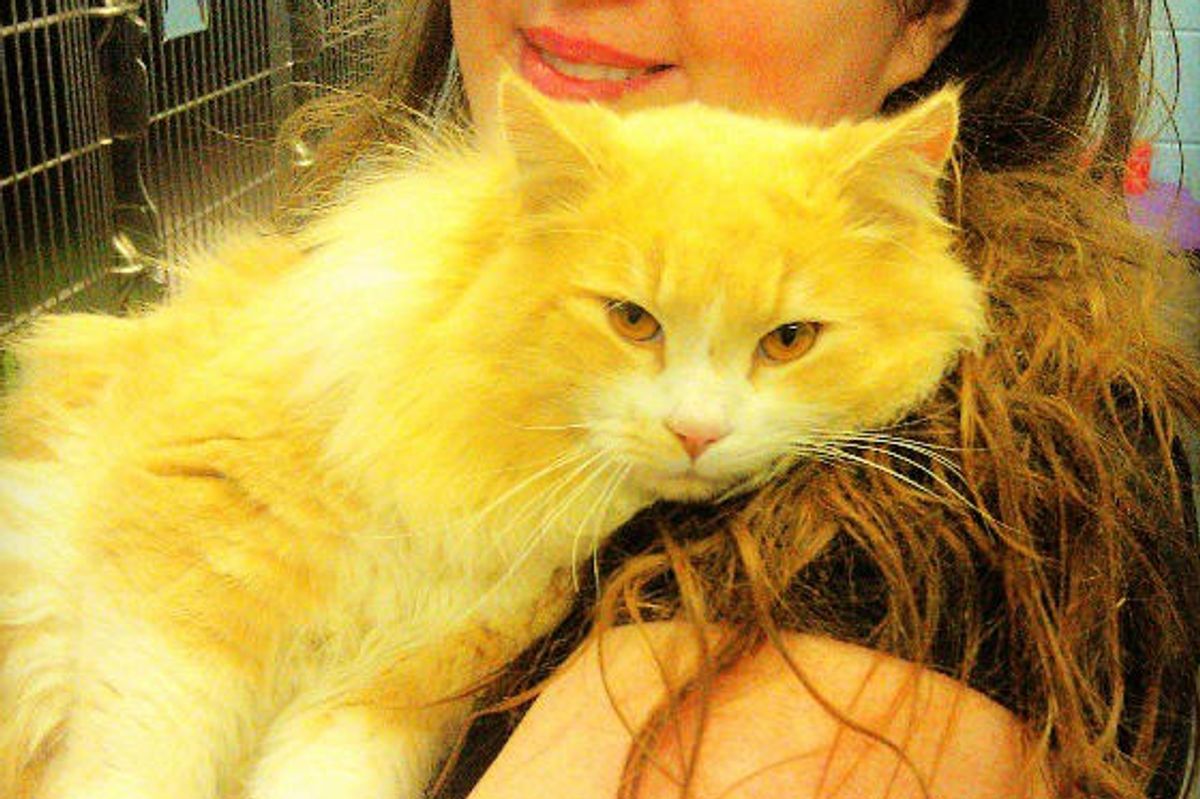 How Butterscotch Finds His Humans