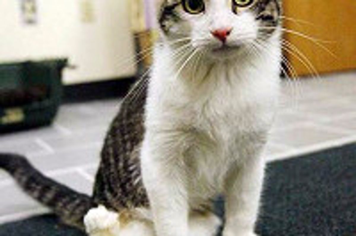 Corky The Cat Born With Twisted Legs: Inspiration of Courage, Love & Determination