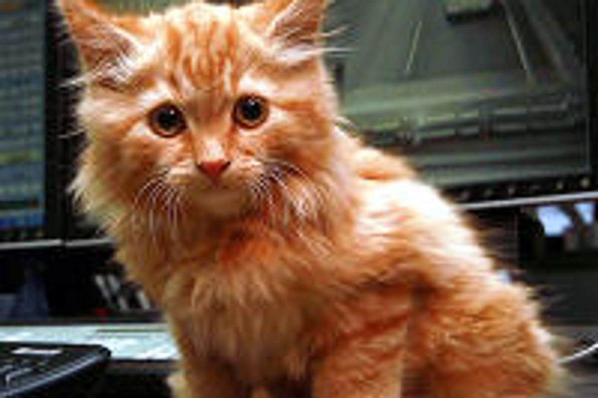 Dodge's Big Adventure - Kitten found in the Burnley Tunnel, Melbourne