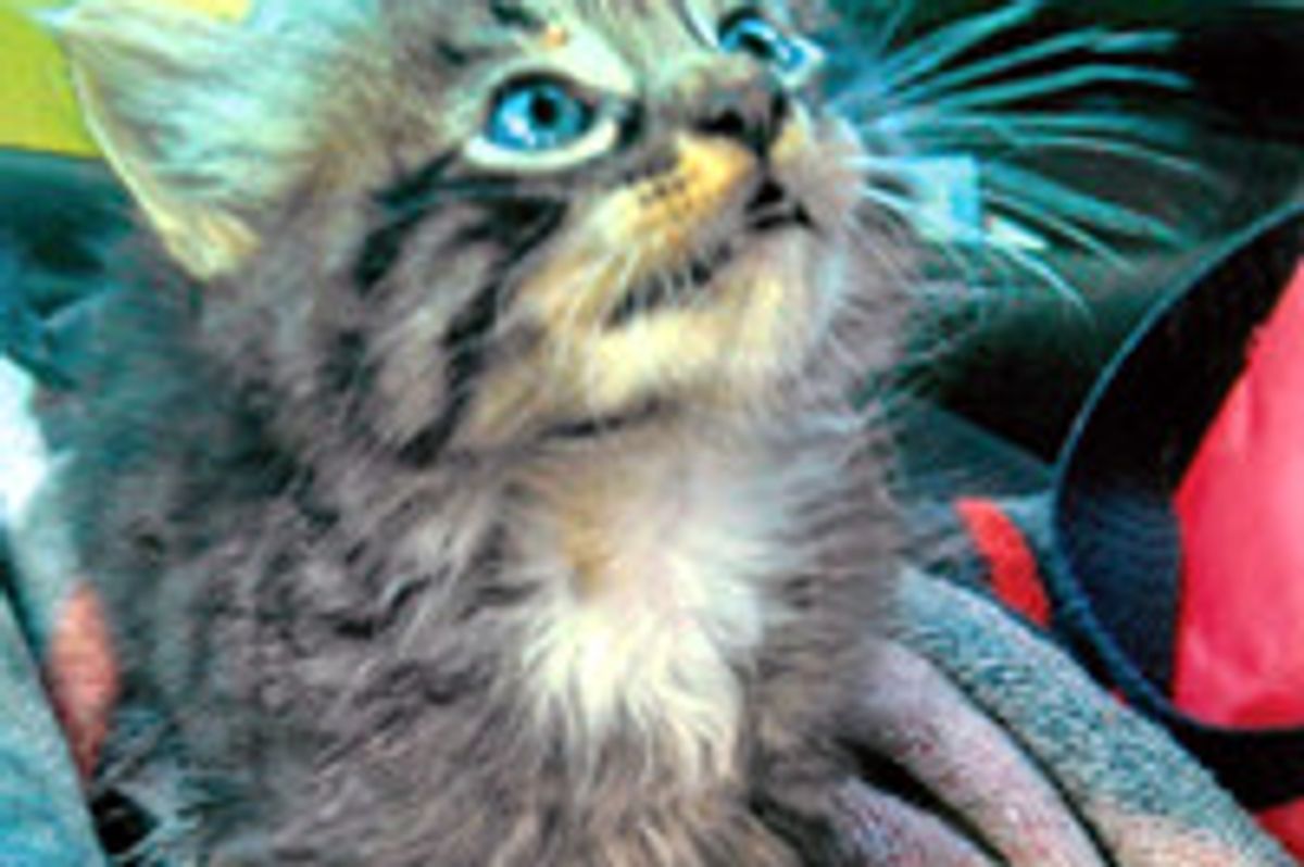 Kitten Saved From Water Drain By Postal Carrier & Finds Home With Fisherman