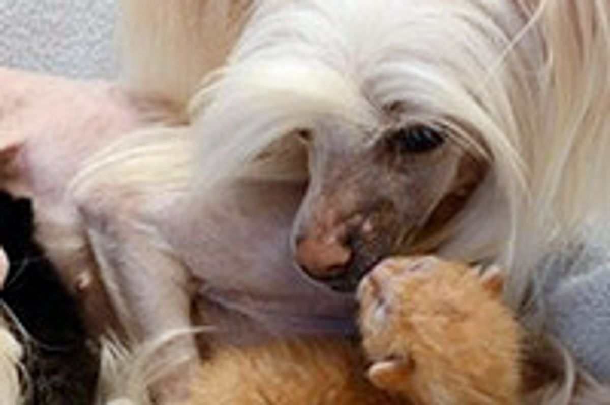 Dog Adopts 5-day-old Orphan Kittens