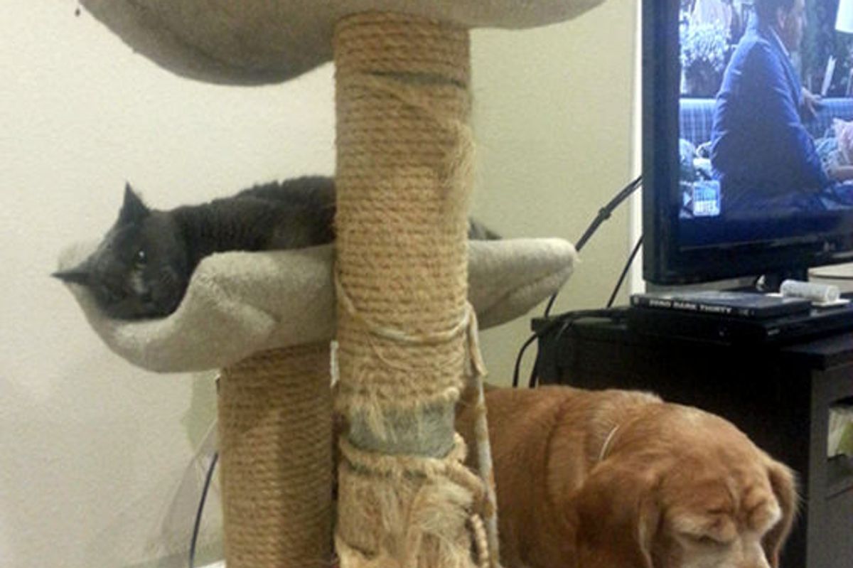 Cats Share Cat Tower With Dog