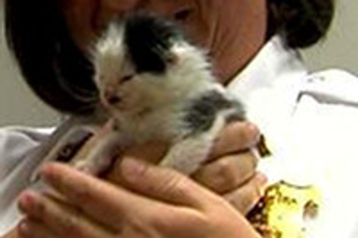 Police Save Litter Of Kittens And Help Them Find Homes