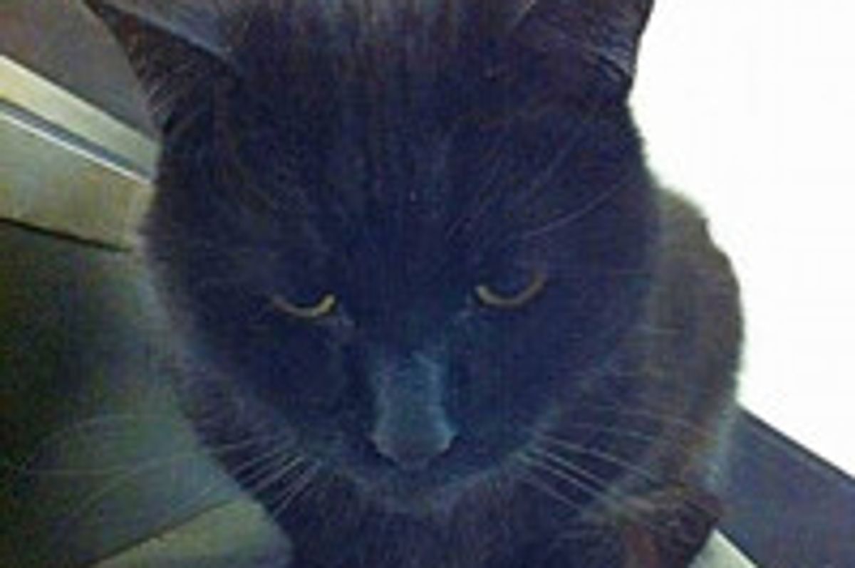 Beloved Cat Faces Eviction After Five Years at Royal Mail Sorting Office, Staff Campaign To Keep Him