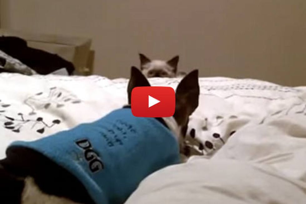 Kitten Ambushing Dog! The Fun is Endless!