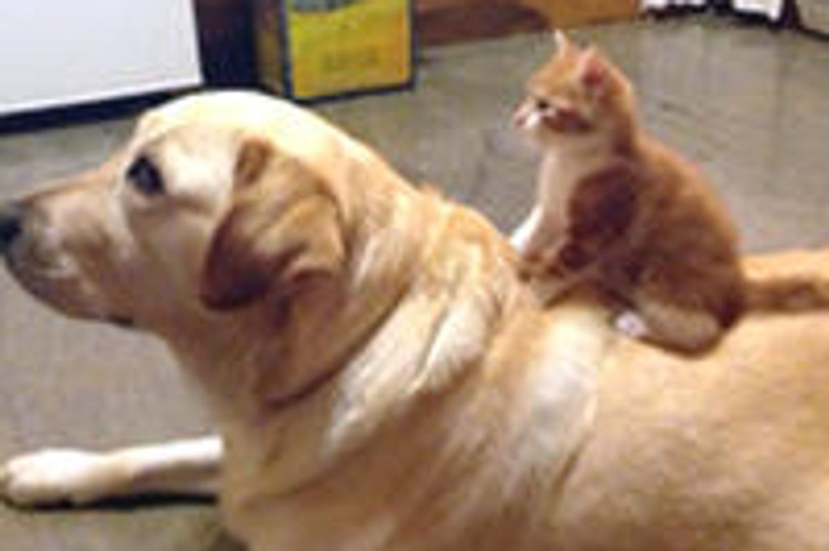 Tiny Kitten And Her Big Dog