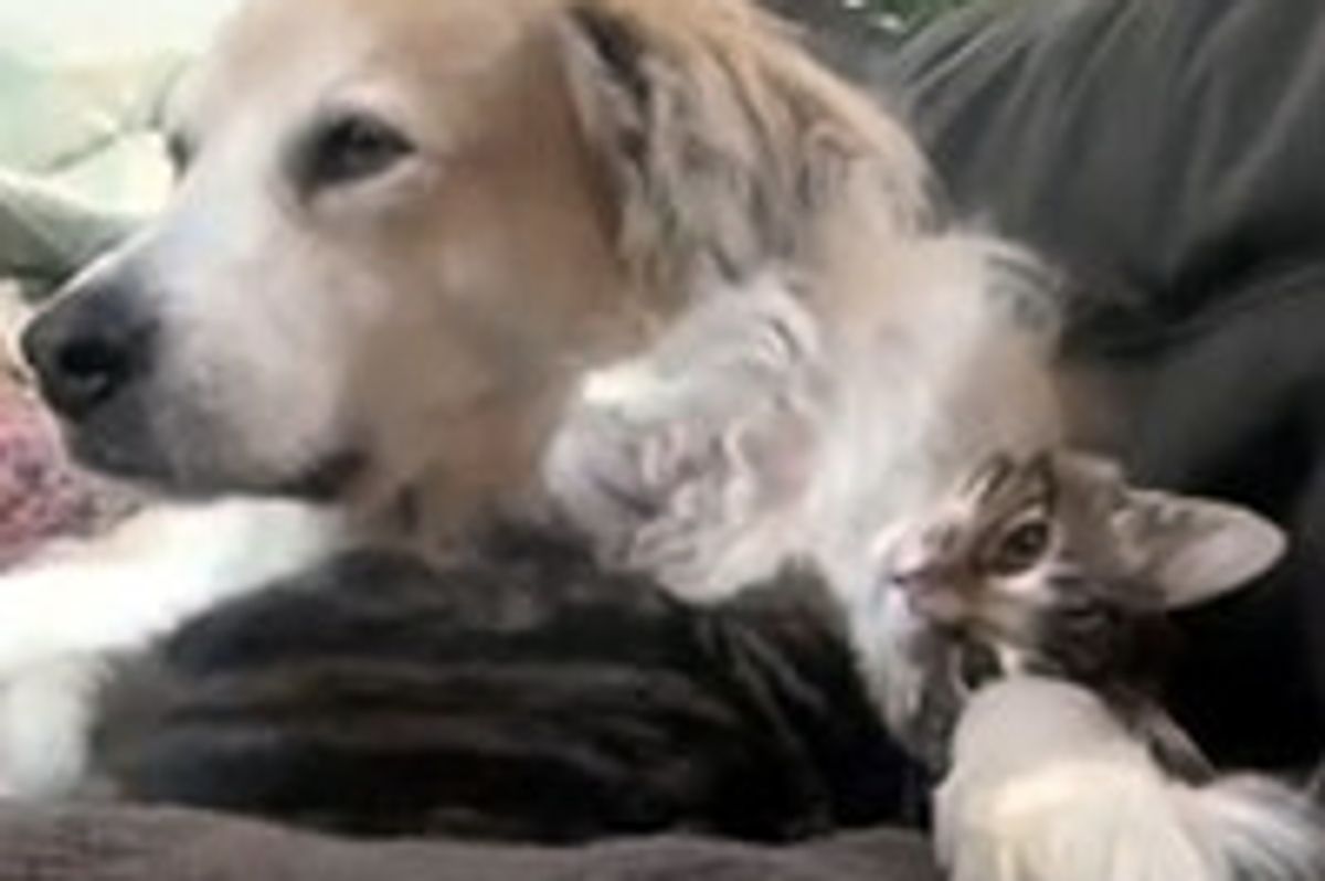 Wobblepants The Cat And Dog During Naptime