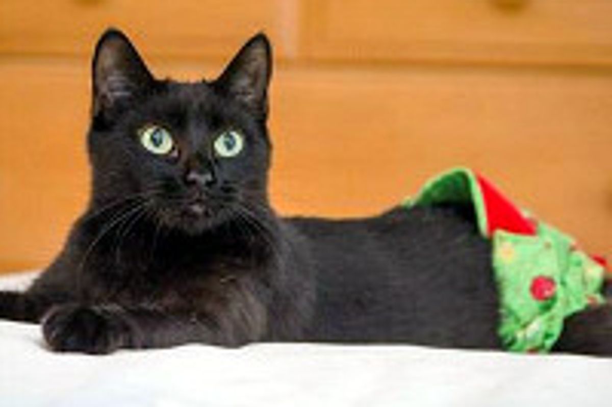 Tinsel The Cat Lost A Tail But Gained A New Life