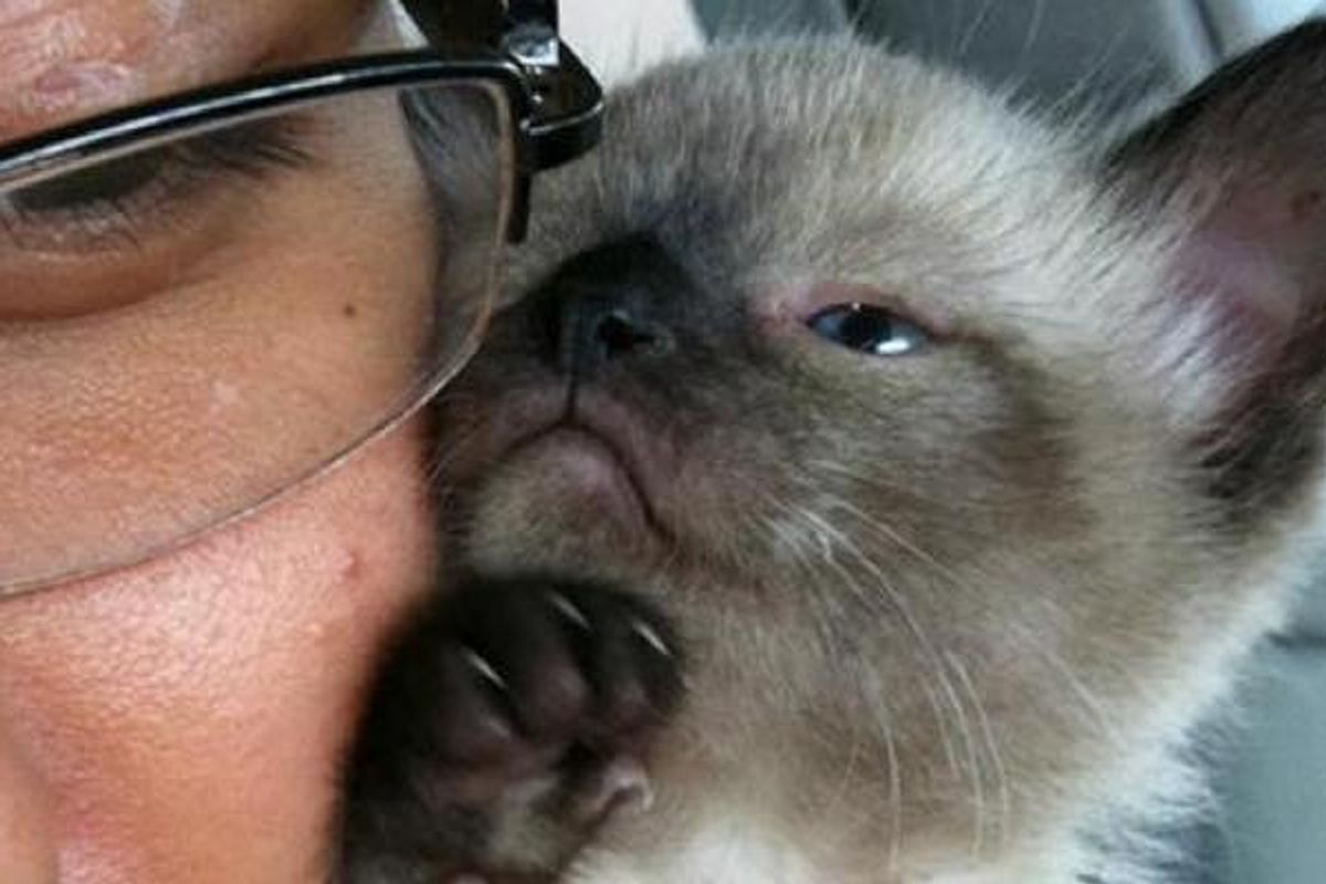 Young Man Rescues Orphaned Kitten and Nurses Him Back to Health