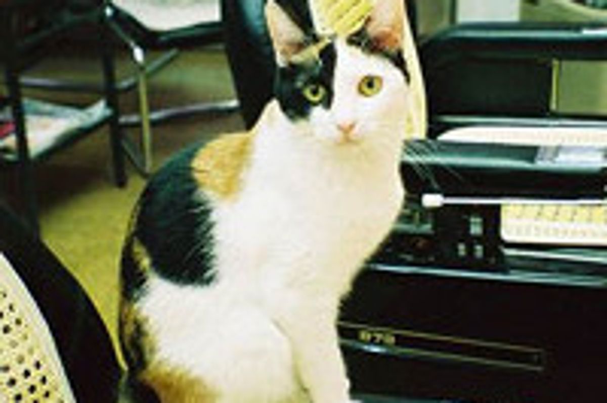 Cats Bring Luck to Local Businesses in Japan