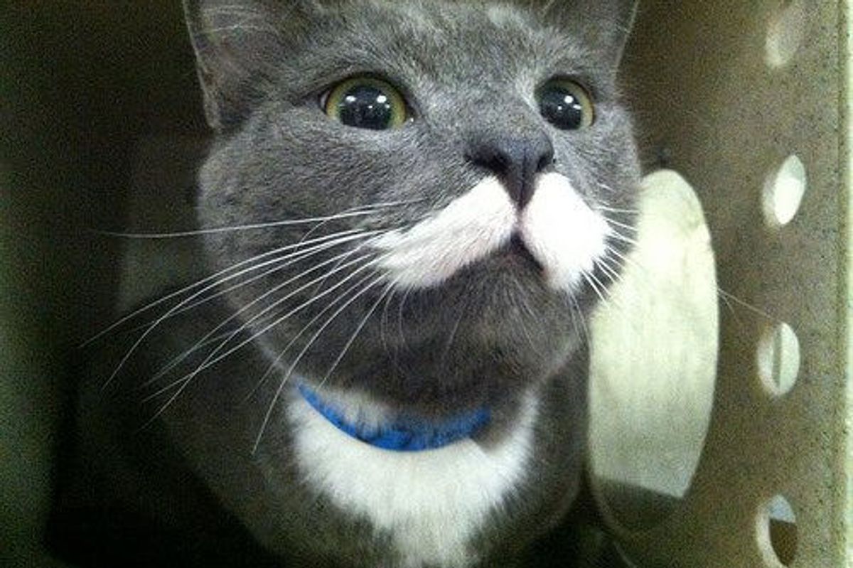 Mr. Meowgi The Mustache Kitty Finds Home