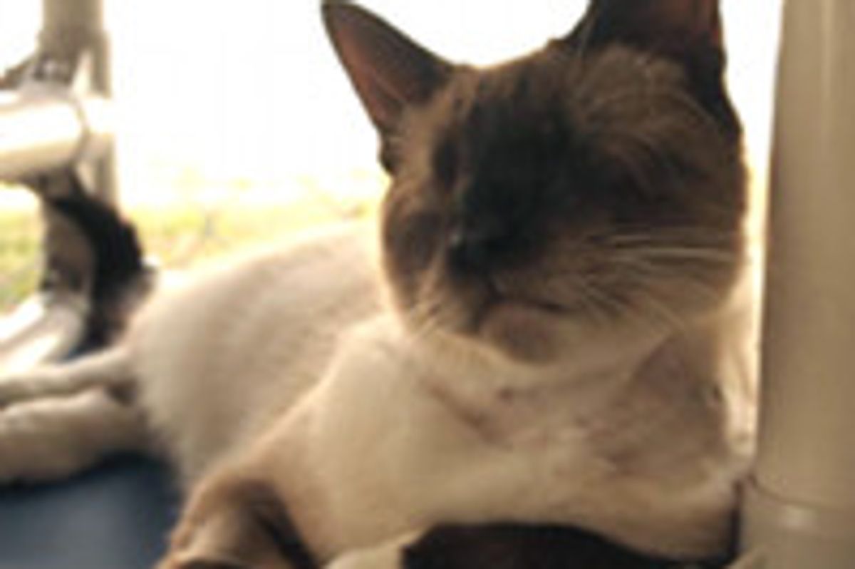 Sandy The Amazing Blind Cat