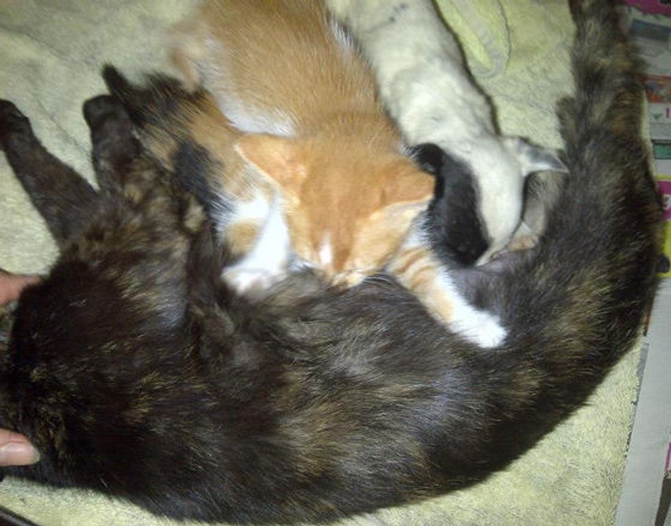 Rescue Stray Cat Becomes Orphan Puppy's New Mom