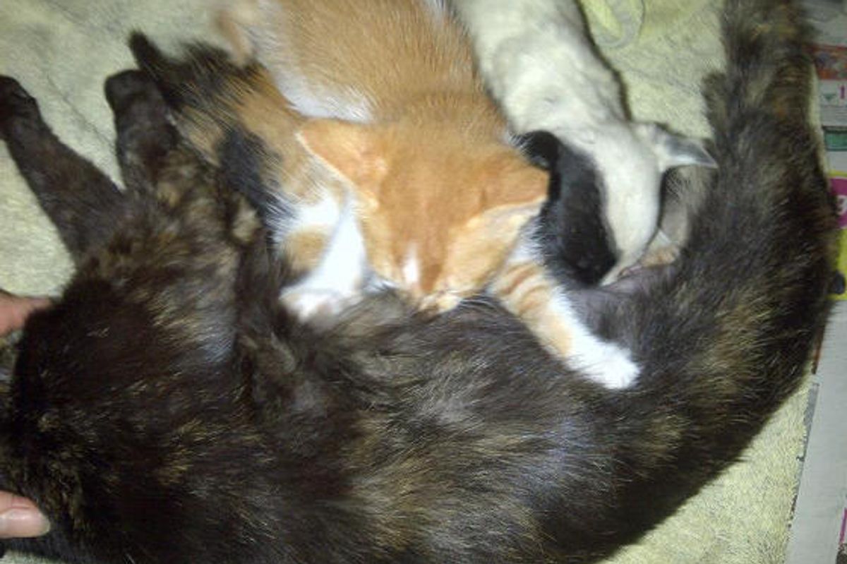 Rescue Stray Cat Becomes Orphan Puppy's New Mom