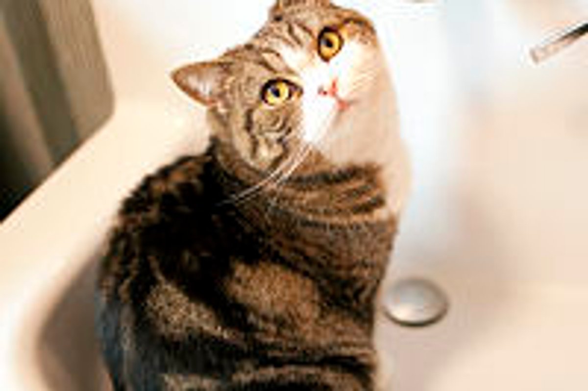 Maru Loves Sink Water