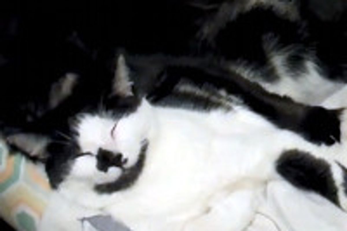 Sleepy Kitties