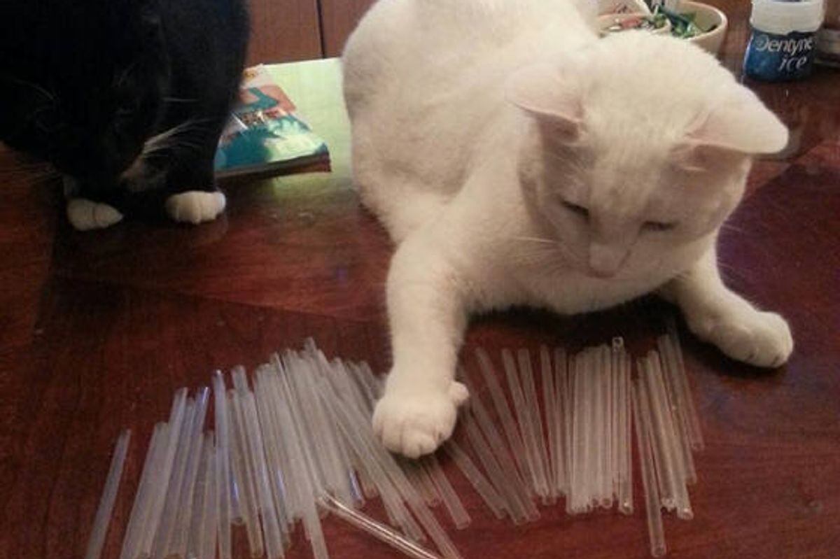 Cat Has An Infatuation With Straws