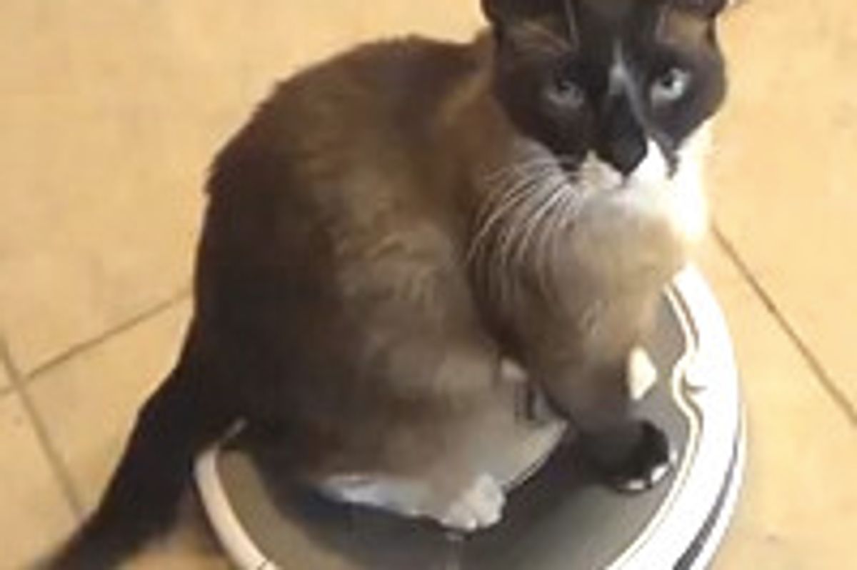 3-Minute Roomba CAT Ride - Guinness World Record 2014?