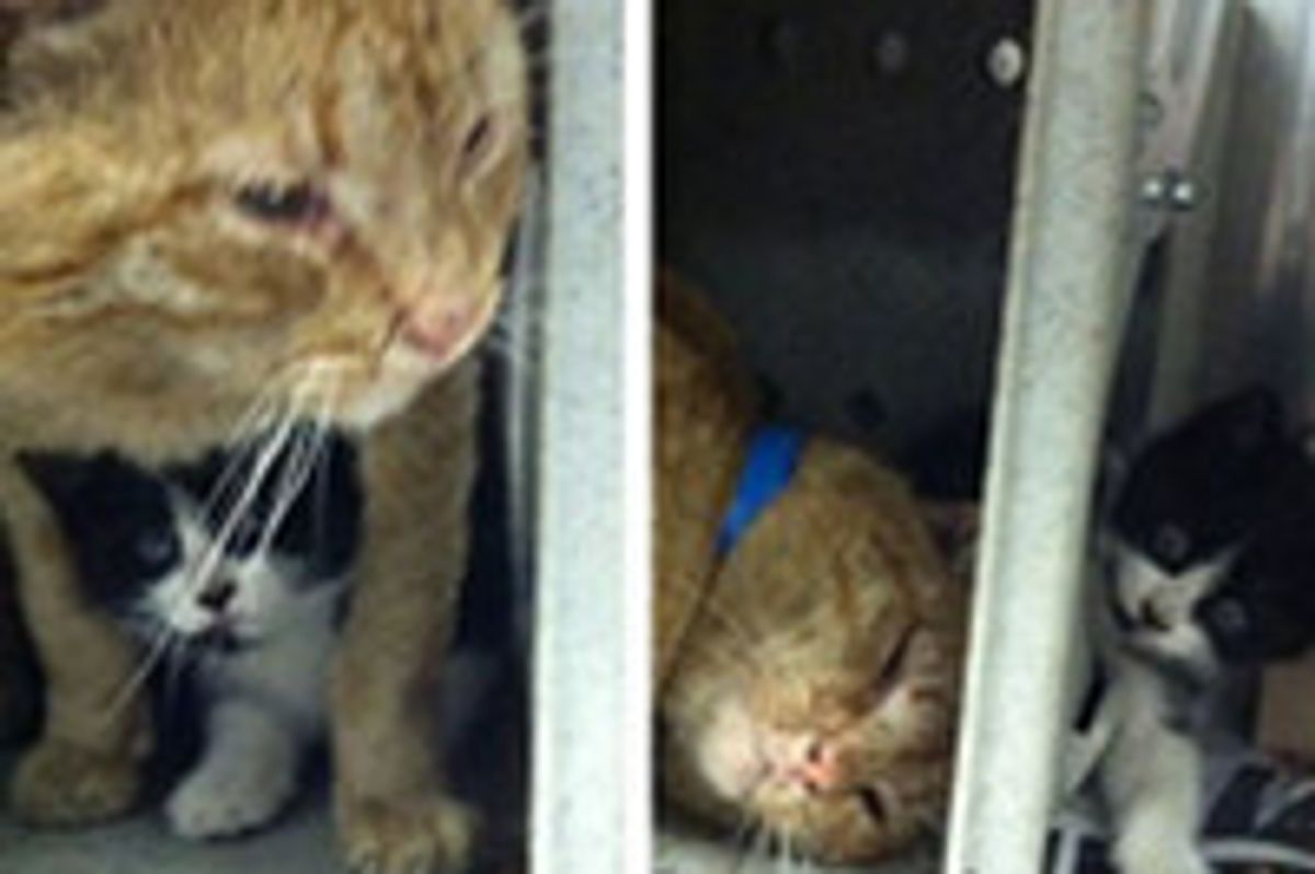 Single Cat Dad And His Kid Rescued!