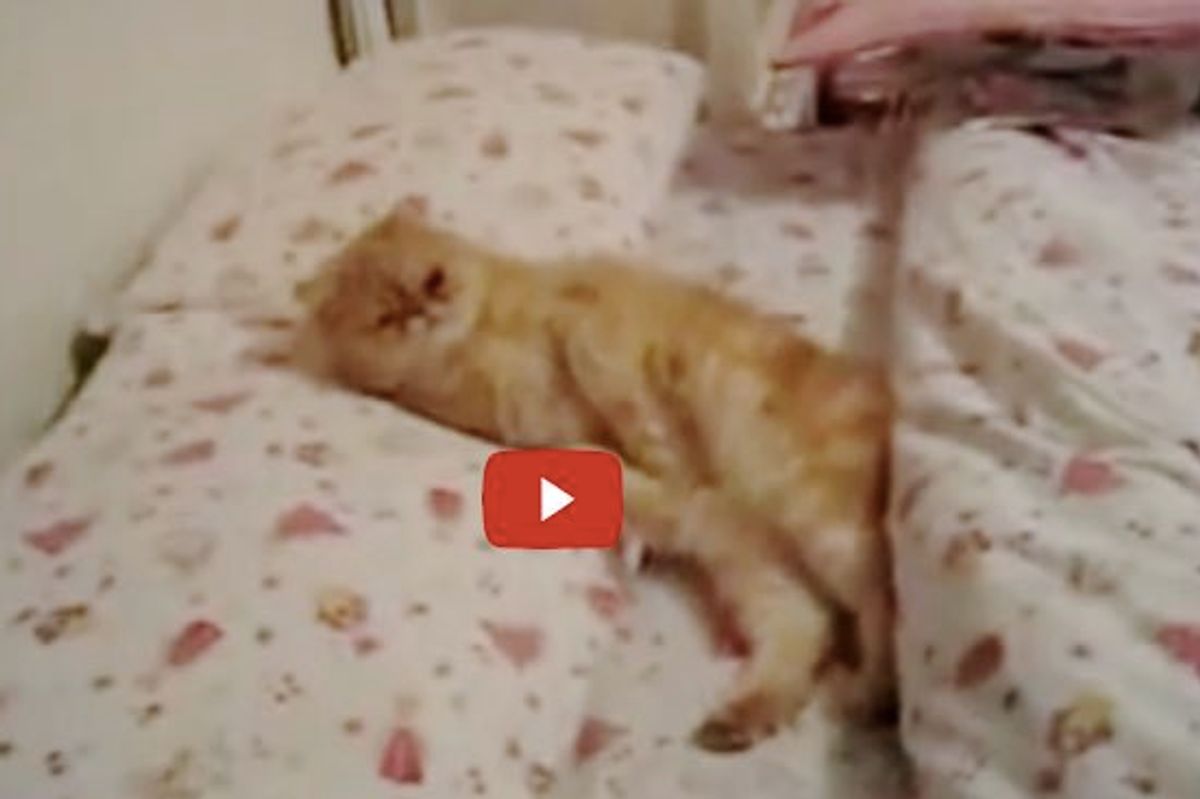 This Smart Kitty Knows His Bedtime
