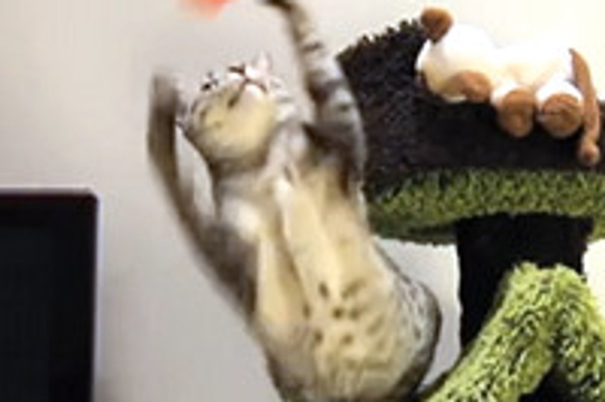 Will Kitty Catch It?