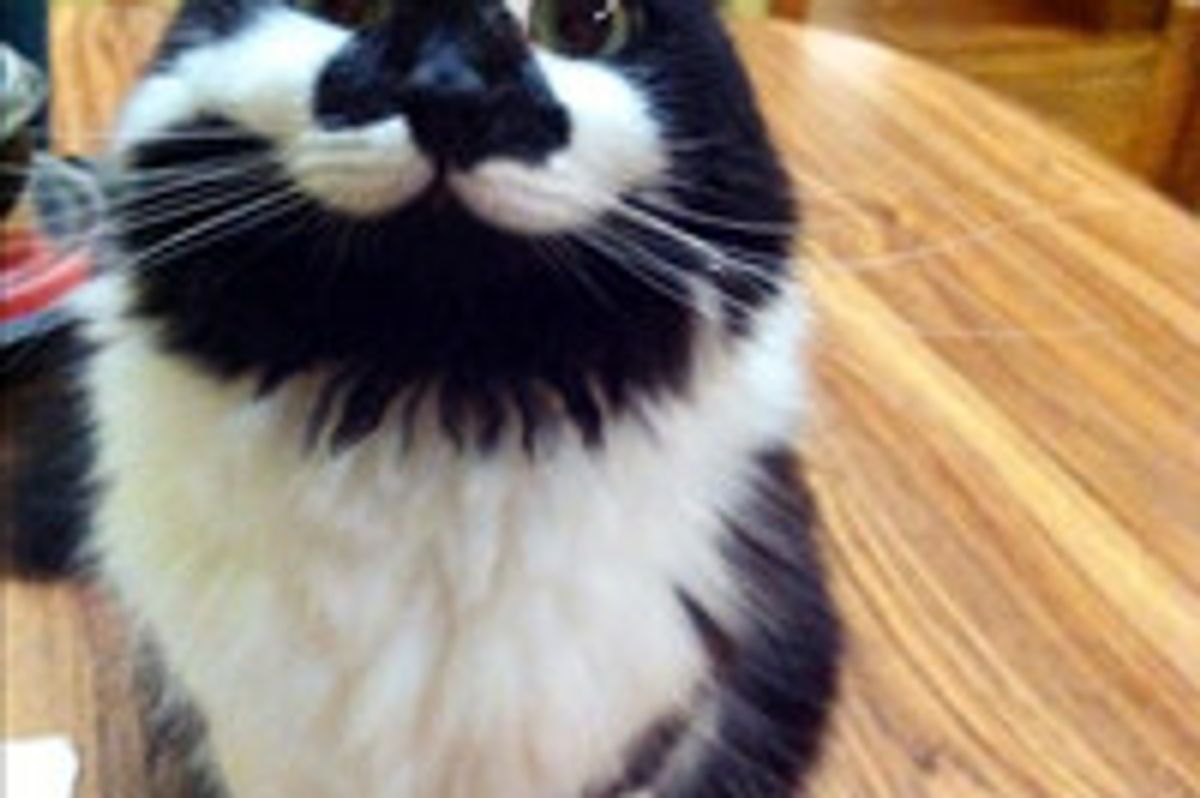 Very Happy Cat