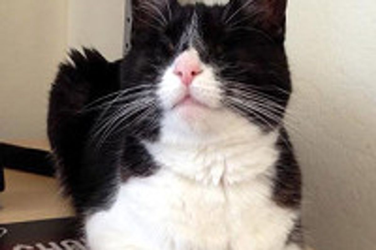 Little, 10 Year Old Cat, Blind But Perfect!