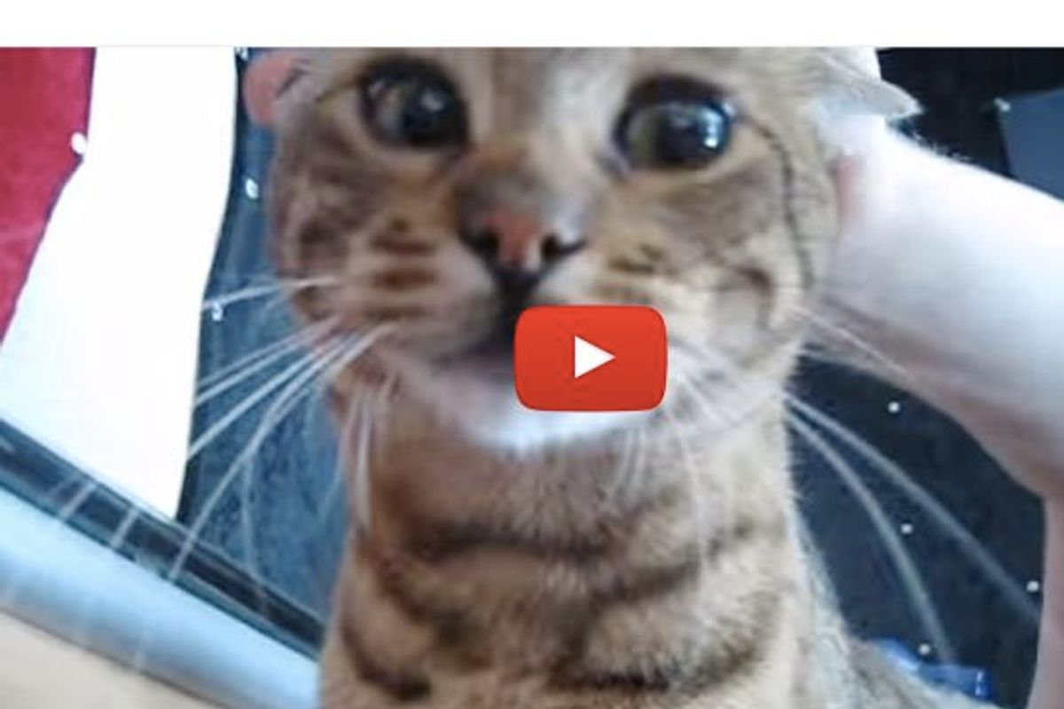 This is How Link the Cat Wakes Up His Humans Every Morning at 7:30