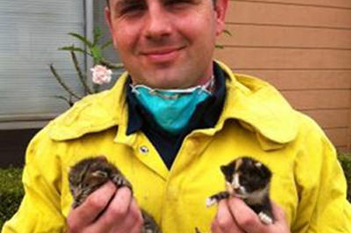 Firefighters Rescue Trapped Kittens From Wall & Find Them Temporary Homes