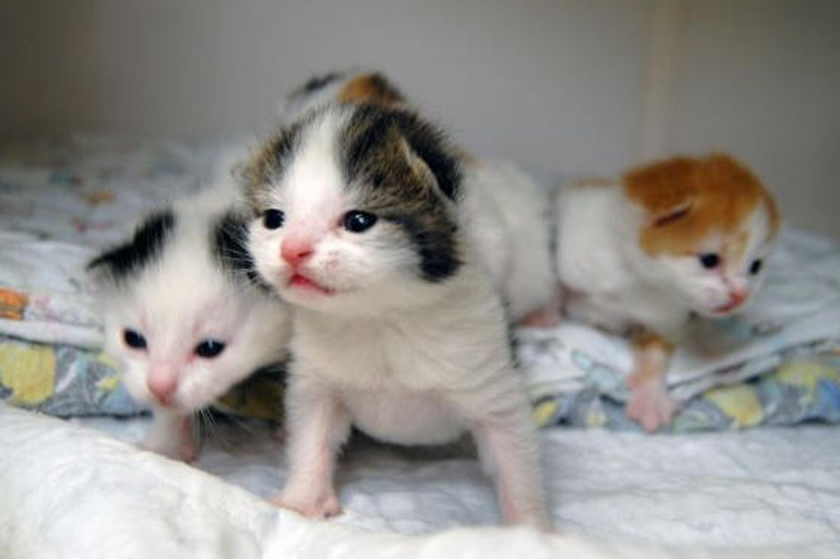 4 Kittens Found In Cardboard Box Near Dumpster, Now Safe!