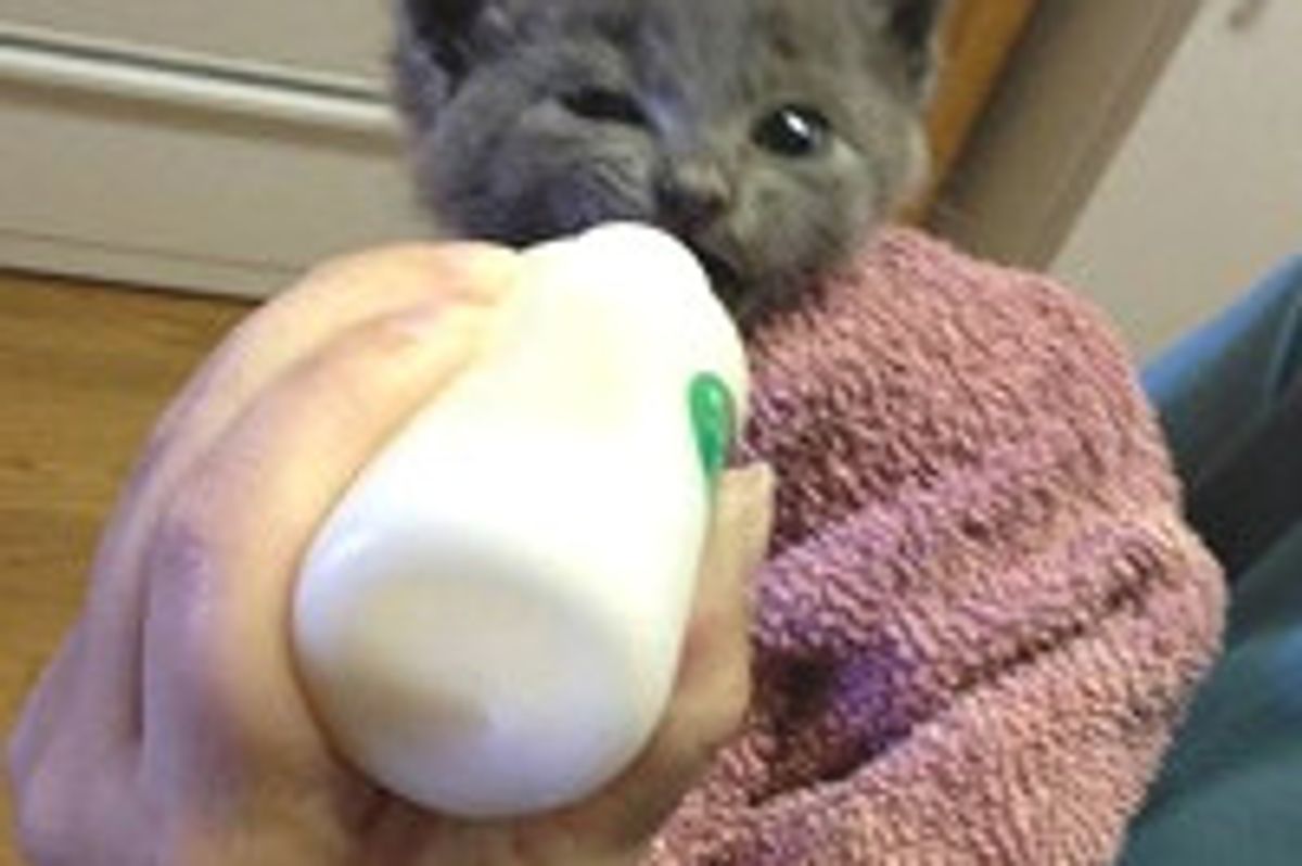 Cable Workers Rescue Kitten Trapped in Six Feet Pipe