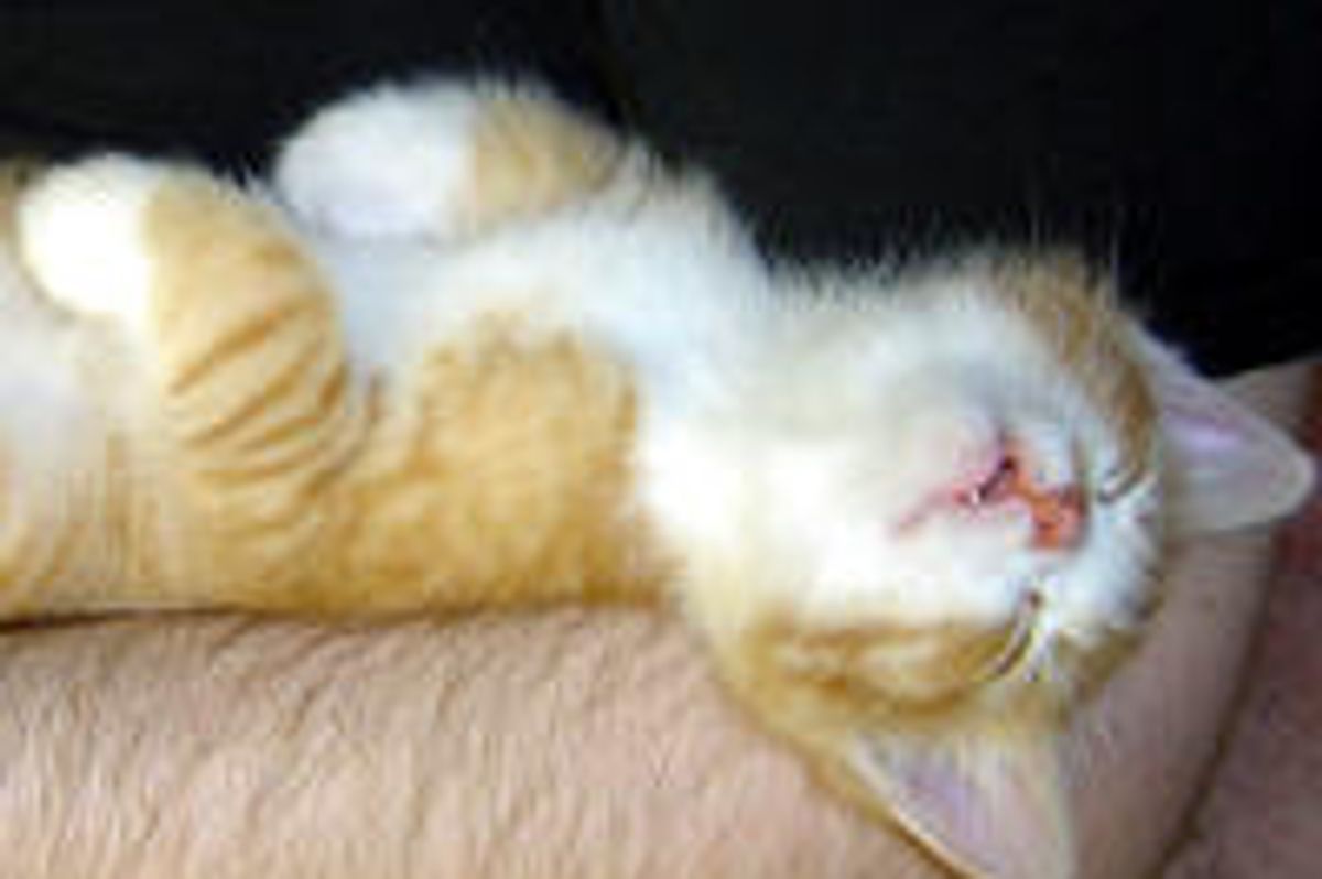 Kitty Passes Out After Bottle Feeding