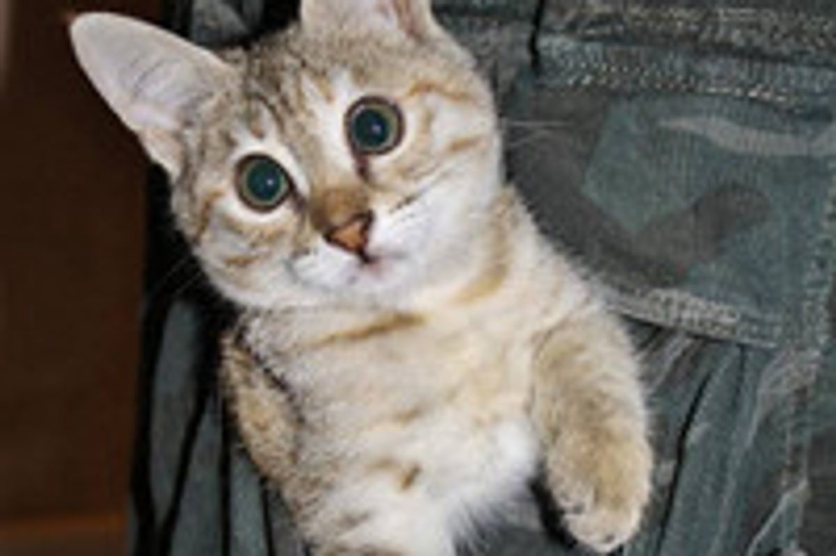 Lucy The Cat: Blind But Perfect!