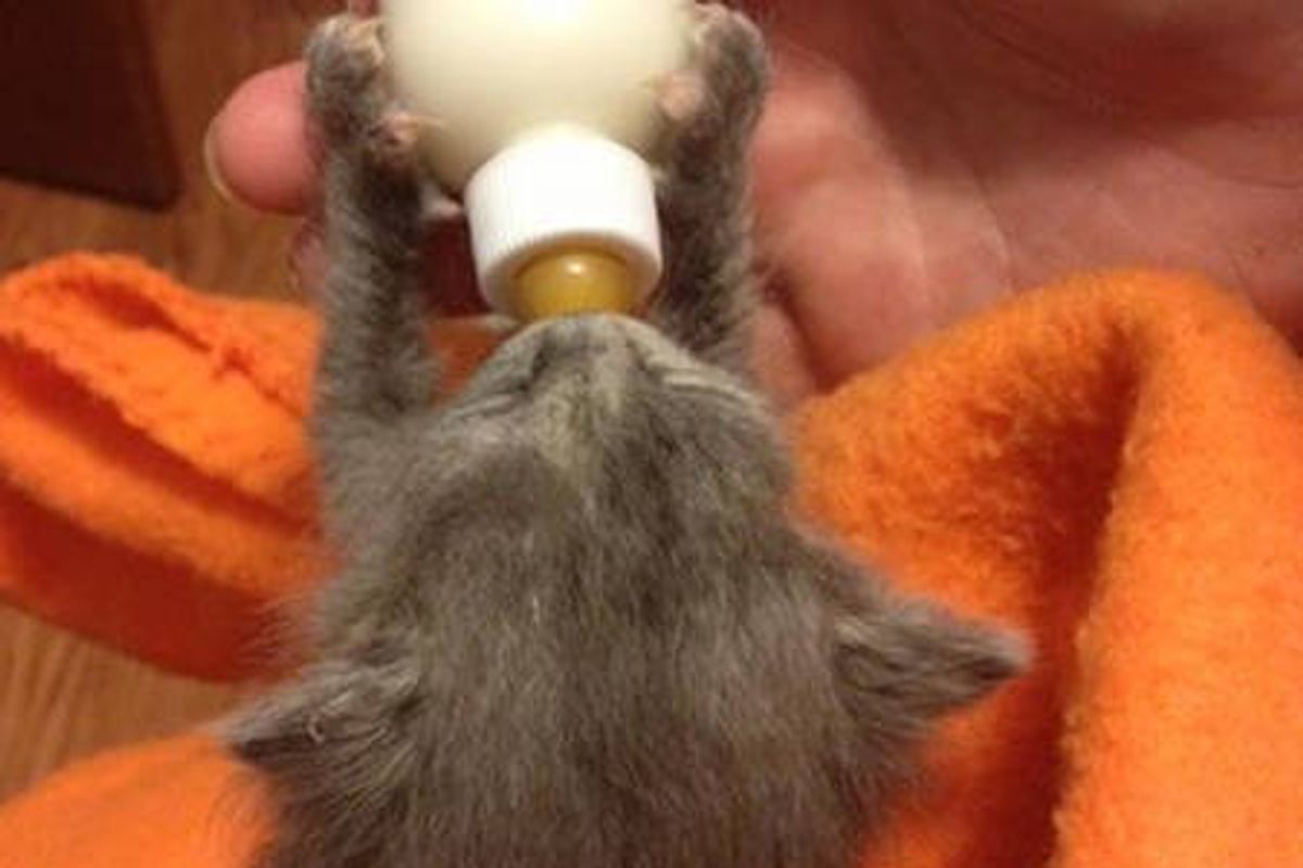 Tiny 2-week-old Kitten, Little Fighter