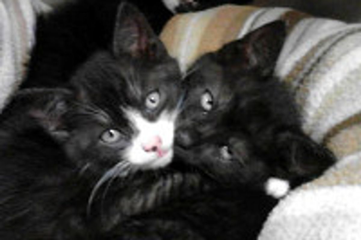 13 Cats And Kitten Saved From Sealed Tote