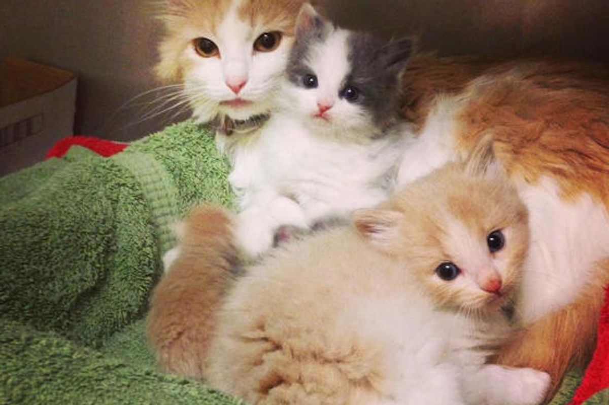 Cat Mama Unconditional Love To Adopted Orphans And Her Own