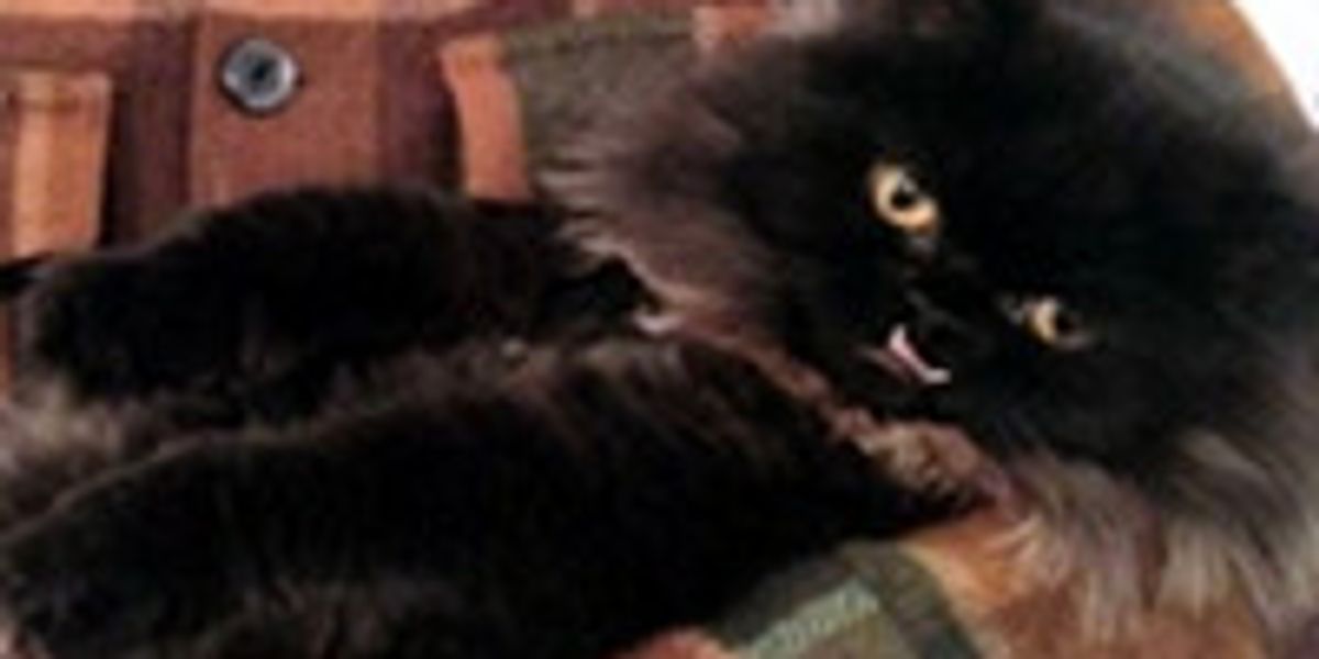Princess Monster Truck The Cat - Love Meow