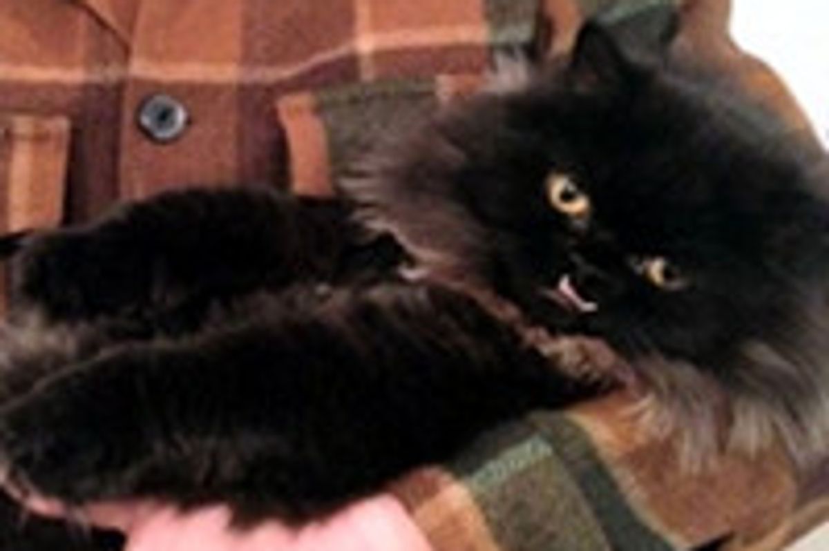 Princess Monster Truck The Cat