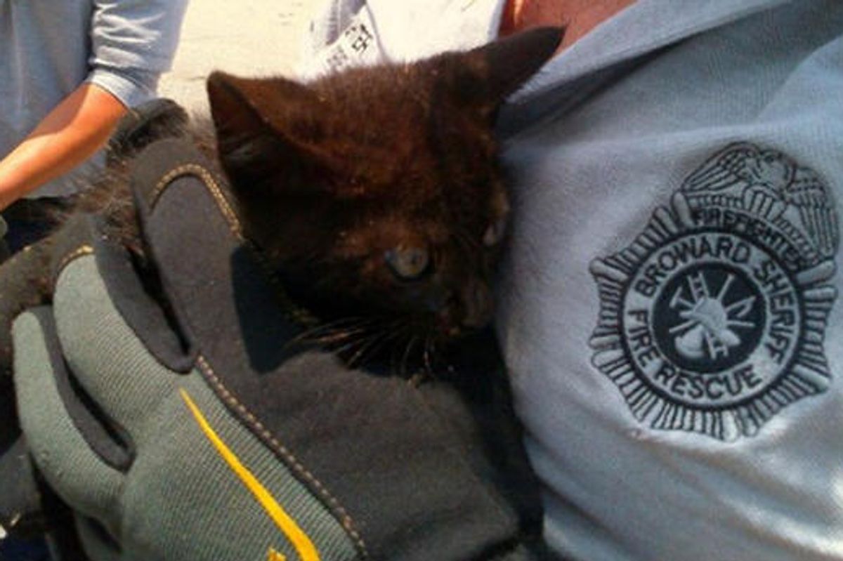 Kitten Saved From Storm Drain By Fire Rescue Crew