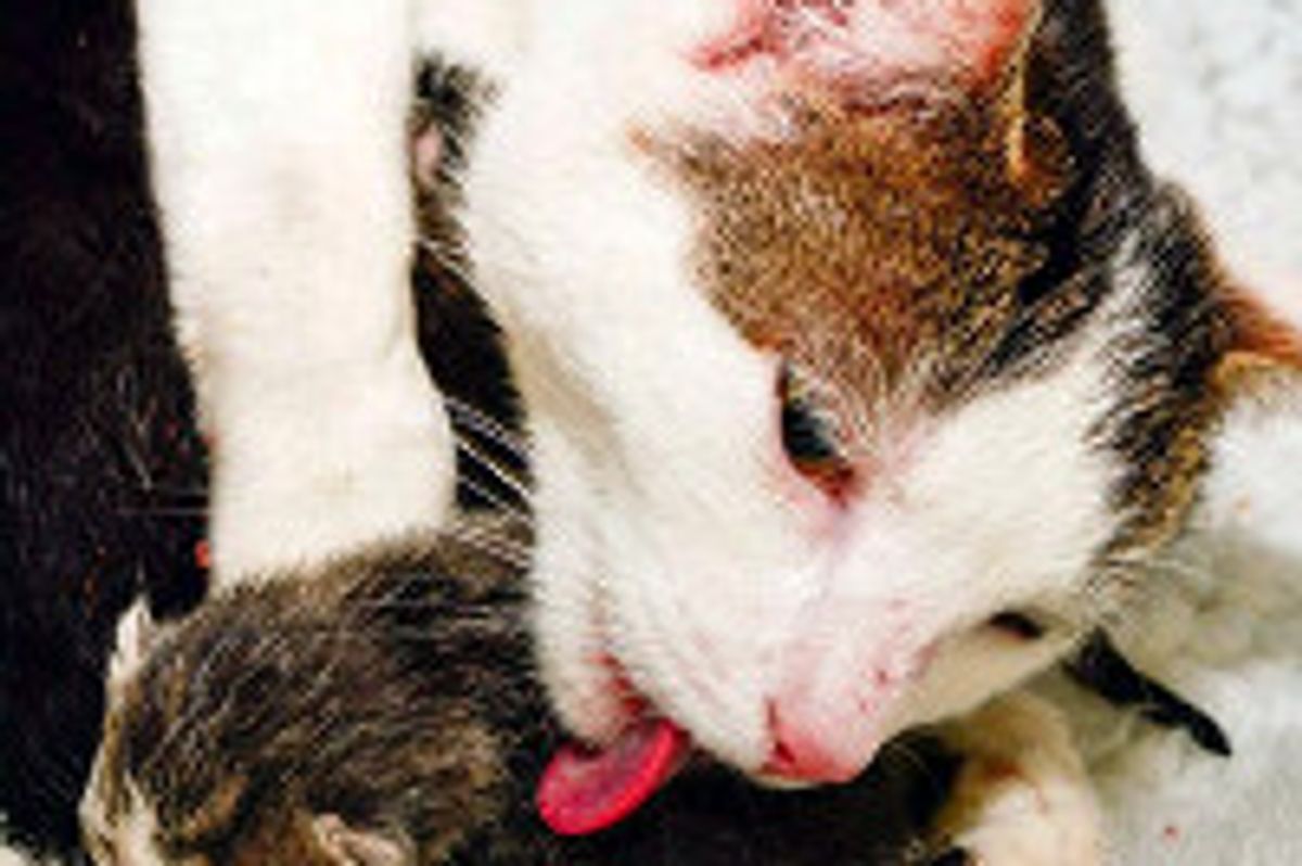 Happy Reunion For Stray Cat Mama & New Born Kittens